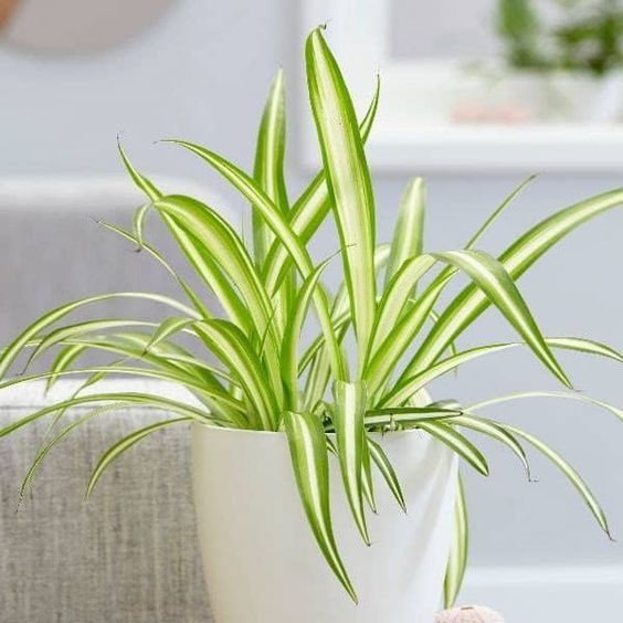 گیاهان آپارتمانی از نظر شکل ظاهریHouseplants in terms of appearance مجموعه تولیدی سیدوس ,تولید کننده گلدان پلاستیکی سیدوس ,بیش از 120نوع, اعم از گلدان استوانه ای پلاستیکی سیدوس,گلدان الماسی پلاستیکی سیدوس,گلدان مربعی پلاستیکی,گلدان مثلثی پلاستیکی,گلدان گرد پلاستیکی ,باکس مستطیلی,در اندازه های کاکتوسی تا درختچه ای