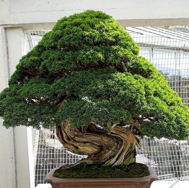 درختچه های بونسای وخواص وفوائد شگفت انگیز آنBonsai shrubs and their amazing benefits مجموعه تولیدی سیدوس ,تولید کننده گلدان پلاستیکی سیدوس ,بیش از 120نوع, اعم از گلدان استوانه ای پلاستیکی سیدوس,گلدان الماسی پلاستیکی سیدوس,گلدان مربعی پلاستیکی,گلدان مثلثی پلاستیکی,گلدان گرد پلاستیکی ,باکس مستطیلی,در اندازه های کاکتوسی تا درختچه ای 