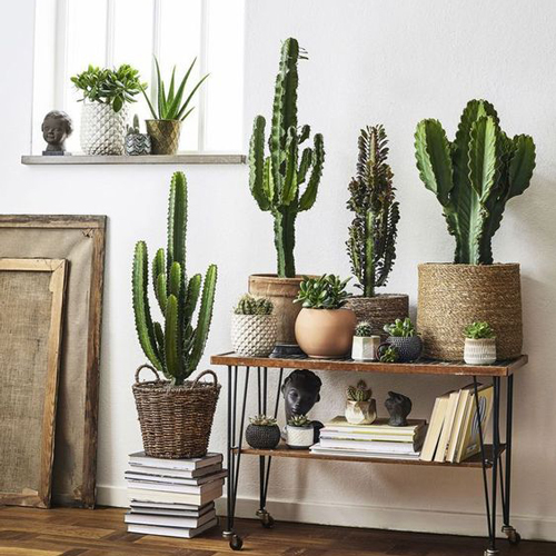 کاکتوس مناسب منزل (25پیشنهاد)Cactus suitable for home (25 suggestions) مجموعه تولیدی سیدوس , تولید کننده گلدان پلاستیکی سیدوس