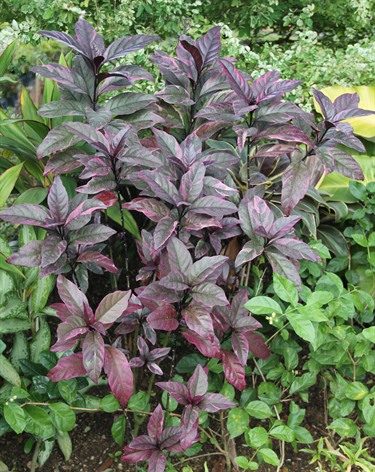 گیاه پسودرانتموم (Pseuderanthemum) مجموعه تولیدی سیدوس ,تولید کننده گلدان پلاستیکی سیدوس ,بیش از 120نوع, اعم از گلدان استوانه ای پلاستیکی سیدوس,گلدان الماسی پلاستیکی سیدوس,گلدان مربعی پلاستیکی,گلدان مثلثی پلاستیکی,گلدان گرد پلاستیکی ,باکس مستطیلی,در اندازه های کاکتوسی تا درختچه ای