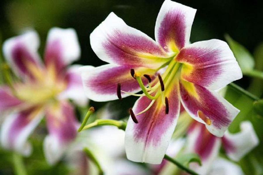 Lilium flower گل لیلیوم