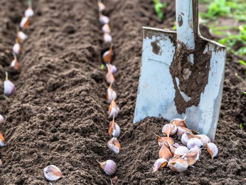 سیر و معجزه اش برای گیاهان آپارتمانیGarlic and its miracle for houseplants
مجموعه تولیدی سیدوس ,تولید کننده گلدان پلاستیکی سیدوس ,بیش از 120نوع, اعم از گلدان استوانه ای پلاستیکی سیدوس,گلدان الماسی پلاستیکی سیدوس,گلدان مربعی پلاستیکی,گلدان مثلثی پلاستیکی,گلدان گرد پلاستیکی ,باکس مستطیلی,در اندازه های کاکتوسی تا درختچه ای
