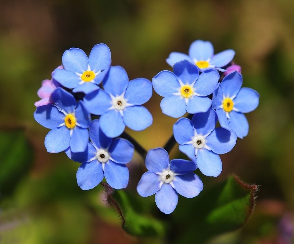 فراموشم مکن (نام علمی: Myosotis) مجموعه تولیدی سیدوس , تولید کننده گلدان پلاستیکی سیدوس