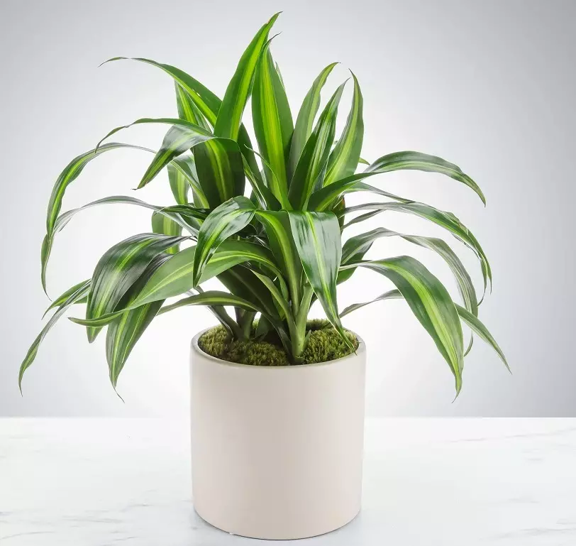 گیاه دراسنا (Dracaena) مجموعه تولیدی سیدوس ,تولید کننده گلدان پلاستیکی سیدوس