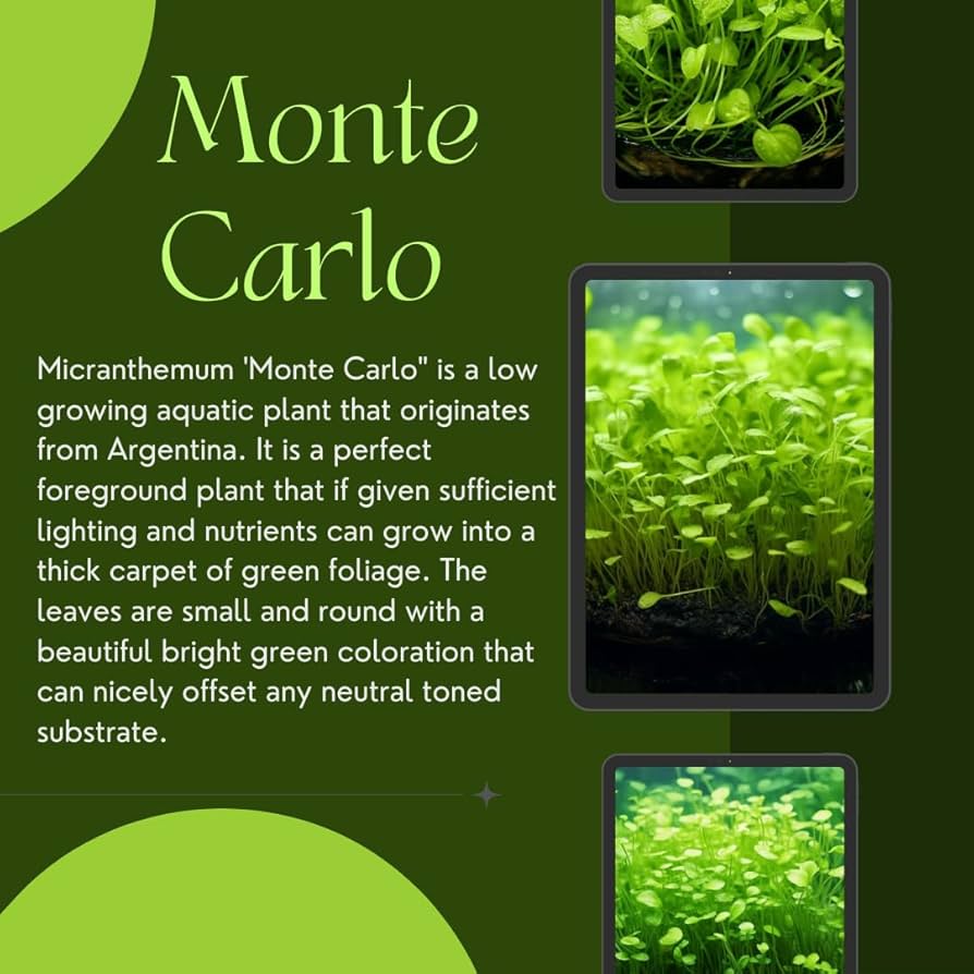 چمن مونت کارلوMicranthemum Monte Carlo مجموعه تولیدی سیدوس ,تولید کننده گلدان پلاستیکی سیدوس ,بیش از 120نوع, اعم از گلدان استوانه ای پلاستیکی سیدوس,گلدان الماسی پلاستیکی سیدوس,گلدان مربعی پلاستیکی,گلدان مثلثی پلاستیکی,گلدان گرد پلاستیکی ,باکس مستطیلی,در اندازه های کاکتوسی تا درختچه ای