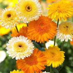 Calendula officinalisگل همیشه بهار مجموعه تولیدی سیدوس تولید کننده گلدان های پلاستیکی رنگی