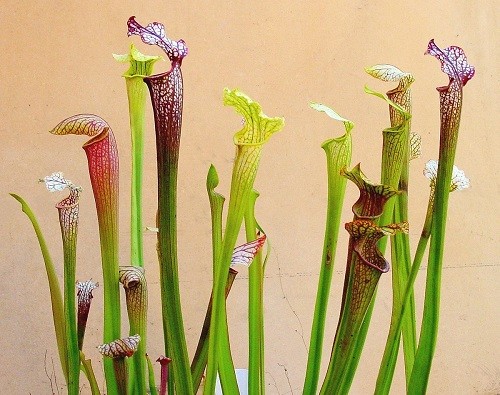 گیاهان گوشتخوار (Carnivorous plant) مجموعه تولیدی سیدوس ,تولید کننده گلدان پلاستیکی سیدوس