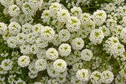 Alyssum maritimum گل آلیسوم