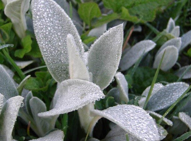 گیاه گوش بره زرد Phlomis aucheri مجموعه تولیدی سیدوس ,تولید کننده گلدان پلاستیکی سیدوس ,بیش از 120نوع, اعم از گلدان استوانه ای پلاستیکی سیدوس,گلدان الماسی پلاستیکی سیدوس,گلدان مربعی پلاستیکی,گلدان مثلثی پلاستیکی,گلدان گرد پلاستیکی ,باکس مستطیلی,در اندازه های کاکتوسی تا درختچه ای