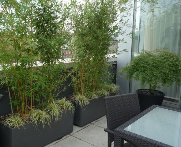 گیاهان بلند قامت مناسب حفظ حریم خصوصی Tall plants for privacy
مجموعه تولیدی سیدوس ,تولید کننده گلدان پلاستیکی سیدوس ,بیش از 120نوع, اعم از گلدان استوانه ای پلاستیکی سیدوس,گلدان الماسی پلاستیکی سیدوس,گلدان مربعی پلاستیکی,گلدان مثلثی پلاستیکی,گلدان گرد پلاستیکی ,باکس مستطیلی,در اندازه های کاکتوسی تا درختچه ای. بامبو