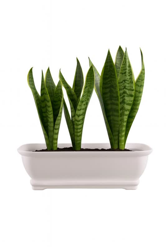 کاشت گیاه آپارتمانی در گلدان پلاستیکی باکس مستطیلی سیدوسPlanting houseplants in a plastic pot, Sidoos rectangular box گلدان پلاستیکی Plastic pot, plastic vase مجموعه تولیدی سیدوس ,تولید کننده گلدان پلاستیکی سیدوس ,بیش از 120نوع, اعم از گلدان استوانه ای پلاستیکی سیدوس,گلدان الماسی پلاستیکی سیدوس,گلدان مربعی پلاستیکی,گلدان مثلثی پلاستیکی,گلدان گرد پلاستیکی ,باکس مستطیلی,در اندازه های کاکتوسی تا درختچه ای