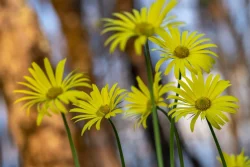 گل پلنگ کش یا دُرونَج (به انگلیسی: Doronicum) گیاهی است از خانواده گل‌ستاره‌ای‌ها (به انگلیسی: Asteraceae). مجموعه تولیدی سیدوس تولید کننده گلدان پلاستیکی سیدوس ,Frublingspracht