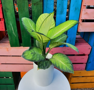 فیلودندرون ها وراز سرسبزی آنها در گلدان های سیدوسPhilodendrons and the secret of their lushness 
گلدان پلاستیکی  Plastic pot,  plastic vase مجموعه تولیدی سیدوس ,تولید کننده گلدان پلاستیکی سیدوس ,بیش از 120نوع, اعم از گلدان استوانه ای پلاستیکی سیدوس,گلدان الماسی پلاستیکی سیدوس,گلدان مربعی پلاستیکی,گلدان مثلثی پلاستیکی,گلدان گرد پلاستیکی ,باکس مستطیلی,در اندازه های کاکتوسی تا درختچه ای