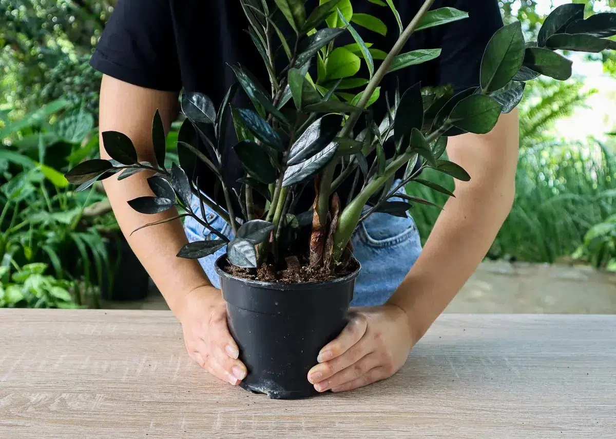 زاموفیلیا بلک (Zamioculcas zamiifolia 'Raven'مجموعه تولیدی سیدوس , تولید کننده انواع گلدان پلاستیکی سیدوس 