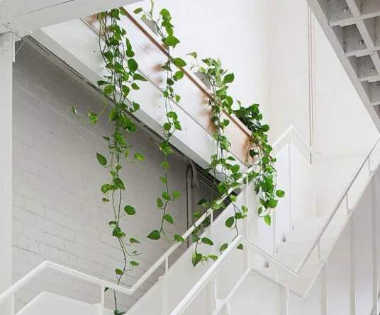 گل و گیاهان مناسب برای تزئین پاگرد راه پله Flowers and plants suitable for decorating the stairwell مجموعه تولیدی سیدوس ,تولید کننده گلدان پلاستیکی سیدوس ,بیش از 120نوع, اعم از گلدان استوانه ای پلاستیکی سیدوس,گلدان الماسی پلاستیکی سیدوس,گلدان مربعی پلاستیکی,گلدان مثلثی پلاستیکی,گلدان گرد پلاستیکی ,باکس مستطیلی,در اندازه های کاکتوسی تا درختچه ای