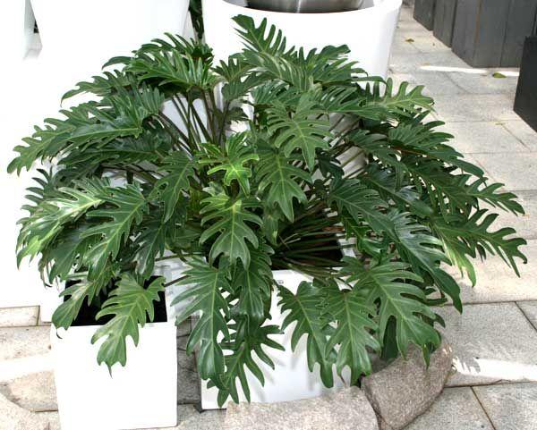 گیاهان آپارتمانی سریع الرشدFast growing houseplants مجموعه تولیدی سیدوس ,تولید کننده گلدان پلاستیکی ,اعم از گلدان استوانه ای پلاستیکی و گلدان پلاستیکی الماسی و...