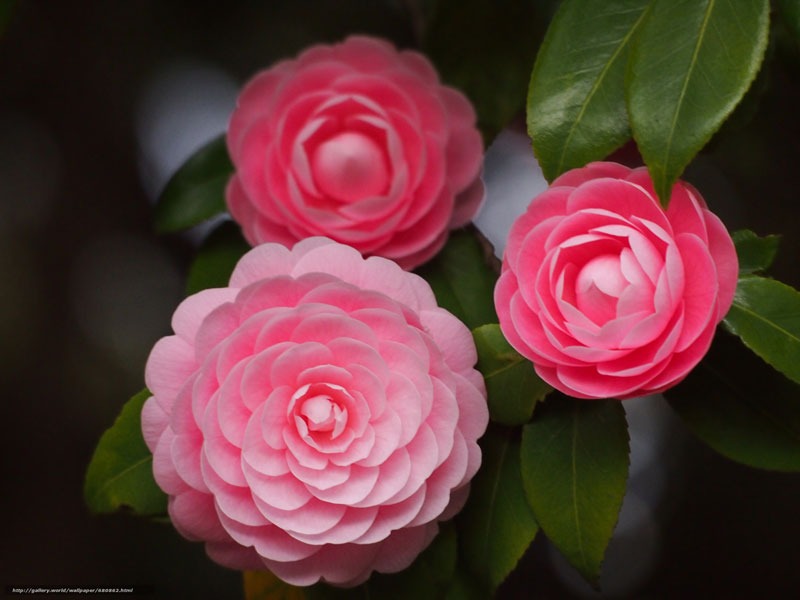 گل کاملیا Camellia flowerگلدان پلاستیکی Plastic pot, plastic vase مجموعه تولیدی سیدوس ,تولید کننده گلدان پلاستیکی سیدوس ,بیش از 120نوع, اعم از گلدان استوانه ای پلاستیکی سیدوس,گلدان الماسی پلاستیکی سیدوس,گلدان مربعی پلاستیکی,گلدان مثلثی پلاستیکی,گلدان گرد پلاستیکی ,باکس مستطیلی,در اندازه های کاکتوسی تا درختچه ای