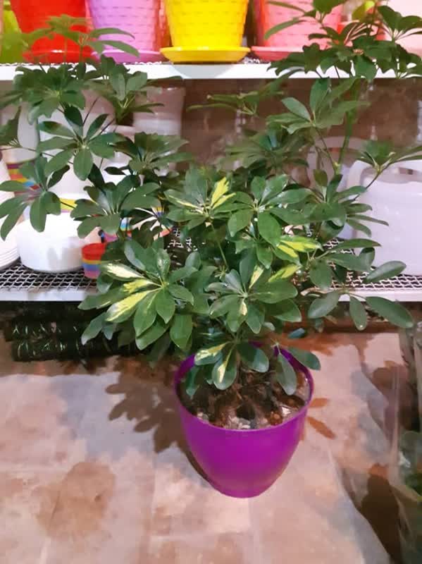 گلدان های پلاستیکی Plastic pot, plastic vase مجموعه تولیدی سیدوس ,تولید کننده گلدان های پلاستیکی سیدوس ,بیش از 120نوع, اعم از گلدان های پلاستیکی استوانه ای سیدوس,گلدان الماسی پلاستیکی سیدوس,گلدان مربعی پلاستیکی,گلدان مثلثی پلاستیکی,گلدان گرد پلاستیکی ,باکس مستطیلی,در اندازه های کاکتوسی تا درختچه ای