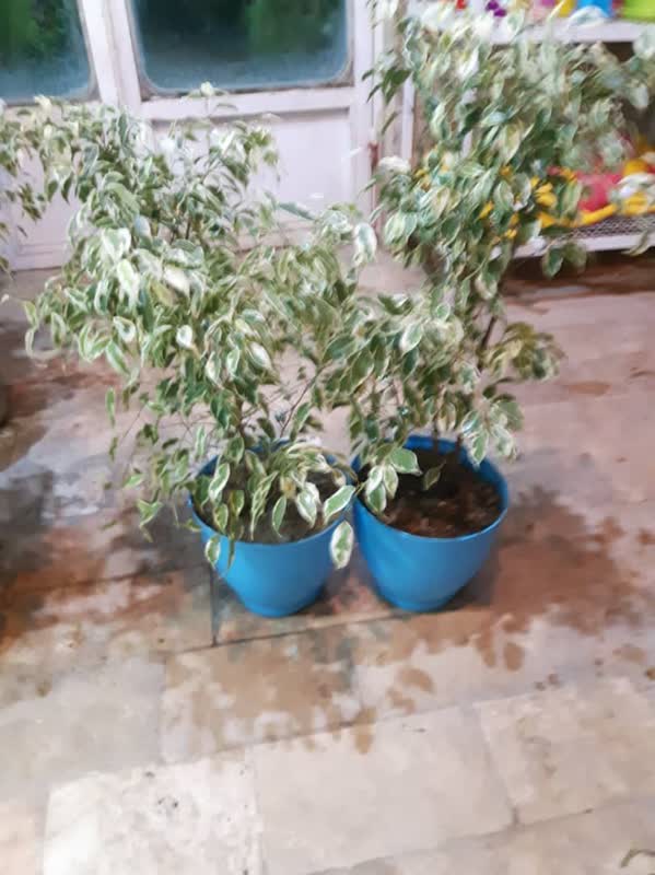 درختچه های آپارتمانی در گلدان پلاستیکی سیدوسApartment shrubs in plastic pots Sidoos
مجموعه تولیدی سیدوس ,تولید کننده گلدان پلاستیکی سیدوس ,بیش از 120نوع, اعم از گلدان استوانه ای پلاستیکی سیدوس,گلدان الماسی پلاستیکی سیدوس,گلدان مربعی پلاستیکی,گلدان مثلثی پلاستیکی,گلدان گرد پلاستیکی ,باکس مستطیلی,در اندازه های کاکتوسی تا درختچه ای
