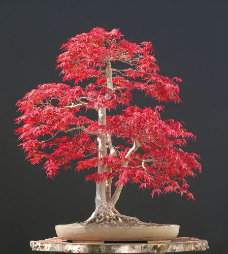 بونسای چیست؟تاریخچه بونسای وانواع آن What is bonsai? History of bonsai and its types مجموعه تولیدی سیدوس ,تولید کننده گلدان پلاستیکی سیدوس ,بیش از 120نوع, اعم از گلدان استوانه ای پلاستیکی سیدوس,گلدان الماسی پلاستیکی سیدوس,گلدان مربعی پلاستیکی,گلدان مثلثی پلاستیکی,گلدان گرد پلاستیکی ,باکس مستطیلی,در اندازه های کاکتوسی تا درختچه ای