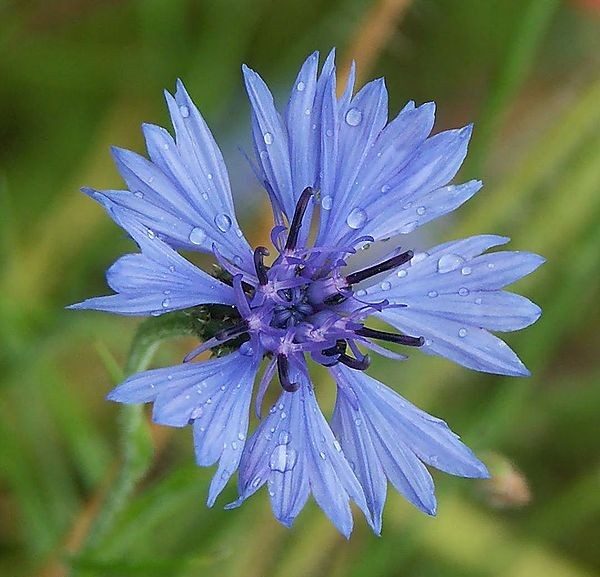 گل گندم (Centaurea cyanus) مجموعه تولیدی سیدوس ,تولید کننده گلدان پلاستیکی سیدوس