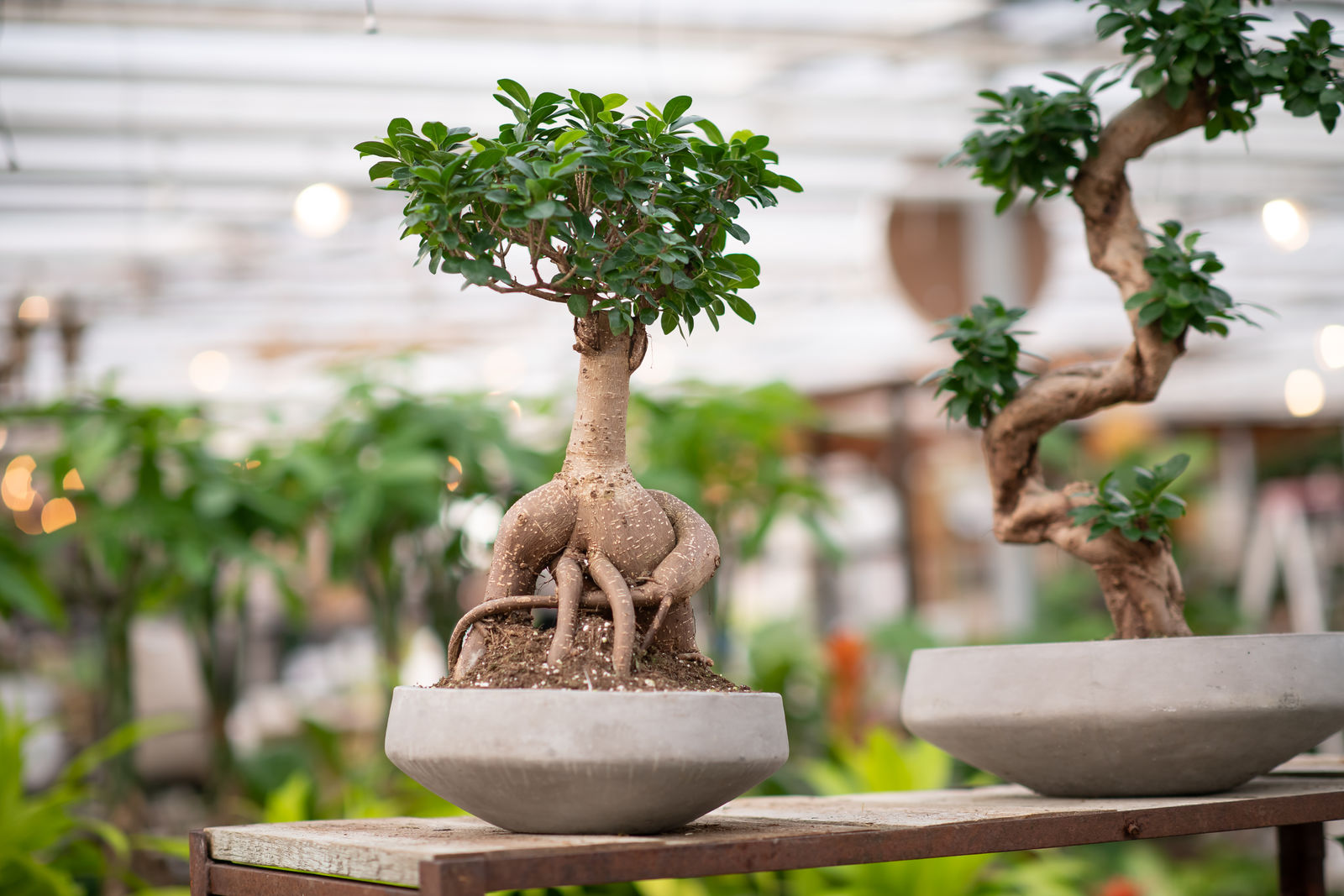 بونسای چیست؟تاریخچه بونسای وانواع آن What is bonsai? History of bonsai and its types مجموعه تولیدی سیدوس ,تولید کننده گلدان پلاستیکی سیدوس ,بیش از 120نوع, اعم از گلدان استوانه ای پلاستیکی سیدوس,گلدان الماسی پلاستیکی سیدوس,گلدان مربعی پلاستیکی,گلدان مثلثی پلاستیکی,گلدان گرد پلاستیکی ,باکس مستطیلی,در اندازه های کاکتوسی تا درختچه ای