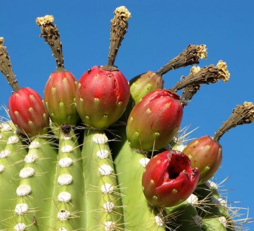 کاکتوس های میوه دارFruit-bearing cacti مجموعه تولیدی سیدوس ,تولید کننده گلدان پلاستیکی سیدوس ,بیش از 120نوع, اعم از گلدان استوانه ای پلاستیکی سیدوس,گلدان الماسی پلاستیکی سیدوس,گلدان مربعی پلاستیکی,گلدان مثلثی پلاستیکی,گلدان گرد پلاستیکی ,باکس مستطیلی,در اندازه های کاکتوسی تا درختچه ای