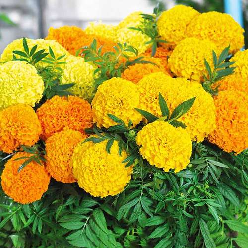 گل همیشه بهار آفریقایی (African Marigold)نام علمی: (Tagetes erecta)