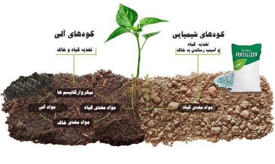 ورمی کمپوست وبهترین زمان مصرف آن برای رشدگیاهانVermicompost and the best time to use it for plant growth
مجموعه تولیدی سیدوس ,تولید کننده گلدان پلاستیکی سیدوس ,بیش از 120نوع, اعم از گلدان استوانه ای پلاستیکی سیدوس,گلدان الماسی پلاستیکی سیدوس,گلدان مربعی پلاستیکی,گلدان مثلثی پلاستیکی,گلدان گرد پلاستیکی ,باکس مستطیلی,در اندازه های کاکتوسی تا درختچه ای
تدوین:مینو غفوری ساداتیه

آدرس اینستاگرام:gooldono.stand.sidoos@

تلفن:09308743868

 