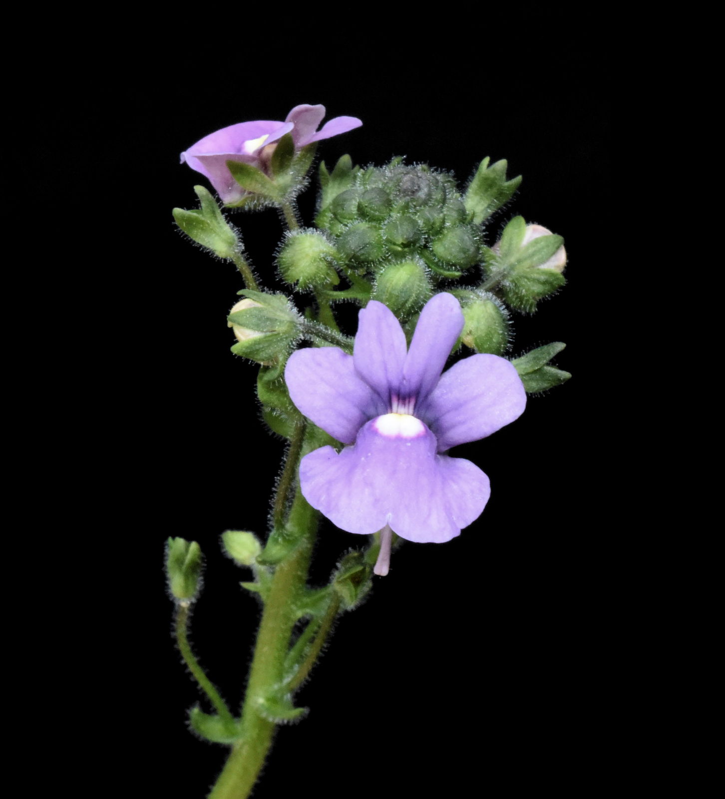 گل نمیسا جهت كاشت در بسترهای گل كاری مناسب است. نام علمی: Nemesia Caerulea خانواده: SCROPHULARIACE AE مجموعه تولیدی سیدوس, تولید کننده گلدان پلاستیکی سیدوس