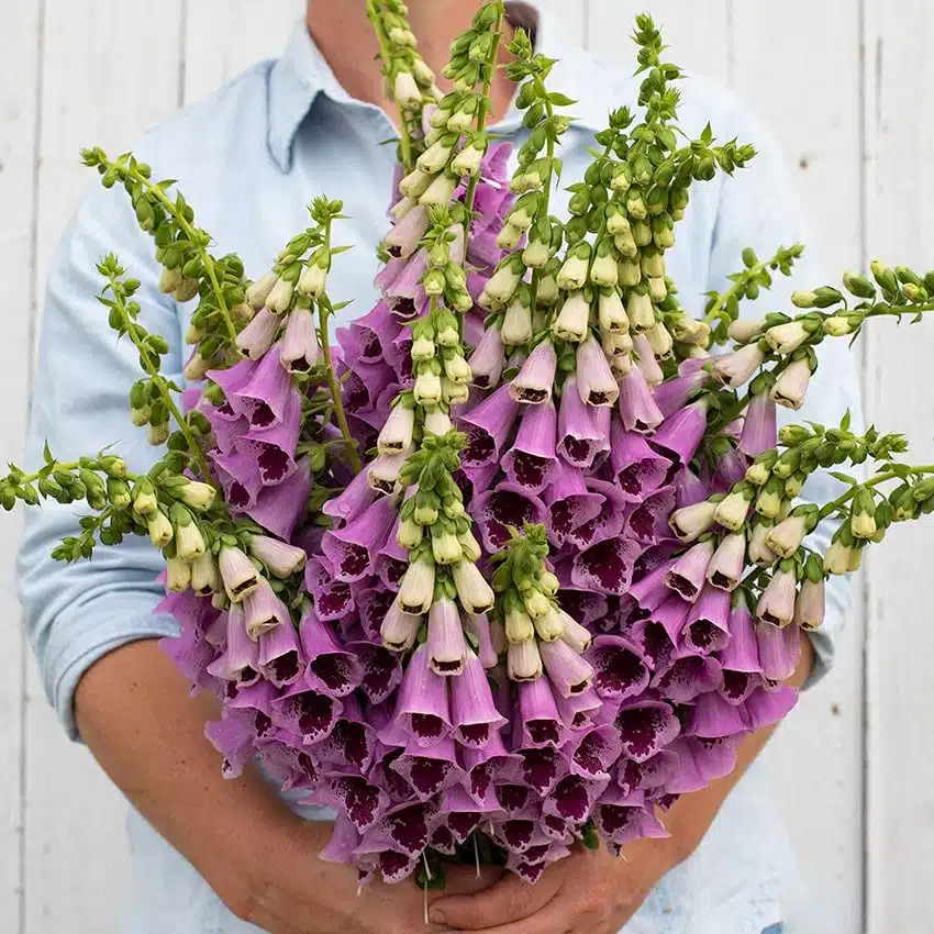 گل انگشتانهpurple-foxgloveladys-glove,DIGITALIS PURPUREA
مجموعه تولیدی سیدوس,تولید کننده گلدان پلاستیکی سیدوس