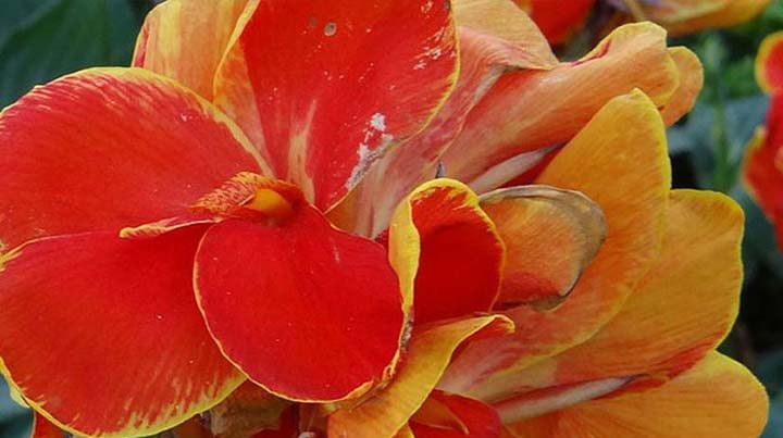 گل اختر به انگلیسیcanna candica
تیره گل اختر	اختریان  Cannaceaeis
نام علمی و خانواده اختر	Canna spp
مجموعه تولیدی سیدوس , تولید کننده گلدان پلاستیکی رنگی