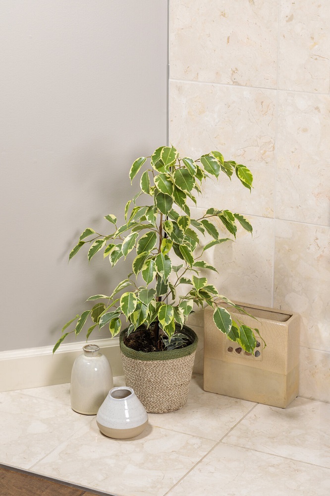 گیاهان آپارتمانی حساس ونازک نارنجیDelicate and delicate orange houseplants
مجموعه تولیدی سیدوس ,تولید کننده گلدان پلاستیکی سیدوس ,بیش از 120نوع, اعم از گلدان استوانه ای پلاستیکی سیدوس,گلدان الماسی پلاستیکی سیدوس,گلدان مربعی پلاستیکی,گلدان مثلثی پلاستیکی,گلدان گرد پلاستیکی ,باکس مستطیلی,در اندازه های کاکتوسی تا درختچه ای