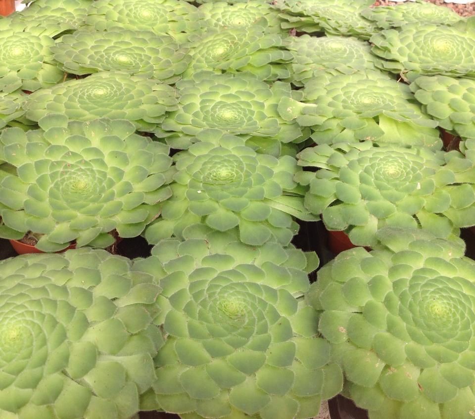 گیاه آئونیوم وراهنمای کامل نگهداری از آن Aeonium plant and a complete guide to its care گلدان پلاستیکی Plastic pot, plastic vase مجموعه تولیدی سیدوس ,تولید کننده گلدان پلاستیکی سیدوس ,بیش از 120نوع, اعم از گلدان استوانه ای پلاستیکی سیدوس,گلدان الماسی پلاستیکی سیدوس,گلدان مربعی پلاستیکی,گلدان مثلثی پلاستیکی,گلدان گرد پلاستیکی ,باکس مستطیلی,در اندازه های کاکتوسی تا درختچه ای