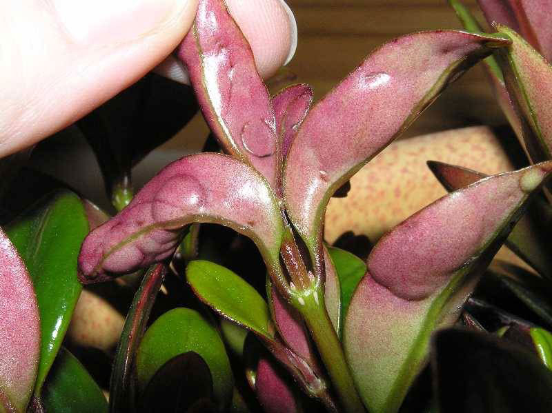 بیماری گیاهان آپارتمانی Houseplant disease مجموعه تولیدی سیدوس ,تولید کننده گلدان پلاستیکی سیدوس ,بیش از 120نوع, اعم از گلدان استوانه ای پلاستیکی سیدوس,گلدان الماسی پلاستیکی سیدوس,گلدان مربعی پلاستیکی,گلدان مثلثی پلاستیکی,گلدان گرد پلاستیکی ,باکس مستطیلی,در اندازه های کاکتوسی تا درختچه ای