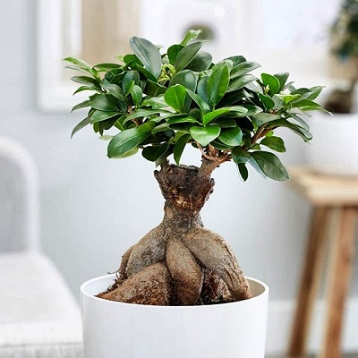 درختچه های آپارتمانی در گلدان پلاستیکی سیدوسApartment shrubs in plastic pots Sidoos
مجموعه تولیدی سیدوس ,تولید کننده گلدان پلاستیکی سیدوس ,بیش از 120نوع, اعم از گلدان استوانه ای پلاستیکی سیدوس,گلدان الماسی پلاستیکی سیدوس,گلدان مربعی پلاستیکی,گلدان مثلثی پلاستیکی,گلدان گرد پلاستیکی ,باکس مستطیلی,در اندازه های کاکتوسی تا درختچه ای