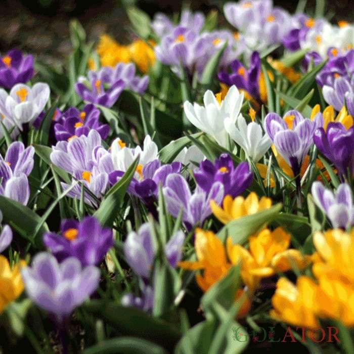 گل زعفران, زعفران سرگل, crocus-sativus, Crocus angustifolius مجموعه تولیدی سیدوس, تولید کننده گلدان پلاستیکی سیدوس