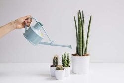 آبیاری کاکتوس و الزامات مربوطه Cactus watering and related requirements مجموعه تولیدی سیدوس ,تولید کننده گلدان پلاستیکی سیدوس ,بیش از 120نوع, اعم از گلدان استوانه ای پلاستیکی سیدوس,گلدان الماسی پلاستیکی سیدوس,گلدان مربعی پلاستیکی,گلدان مثلثی پلاستیکی,گلدان گرد پلاستیکی ,باکس مستطیلی,در اندازه های کاکتوسی تا درختچه ای