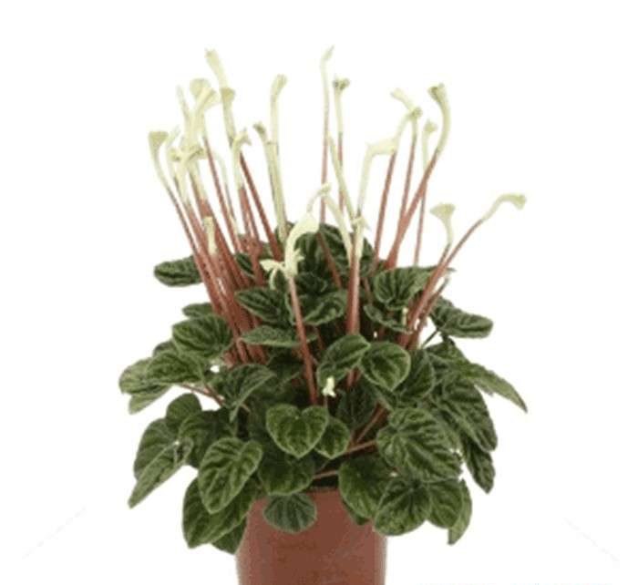 گل پپرومیا Ripple
گل قاشقی Pepromia  , Pepromia Caperata
مجموعه تولیدی سیدوس تولید کننده گلدان پلاستیکی سیدوس