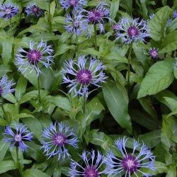 گل گندم (Centaurea cyanus) مجموعه تولیدی سیدوس ,تولید کننده گلدان پلاستیکی سیدوس