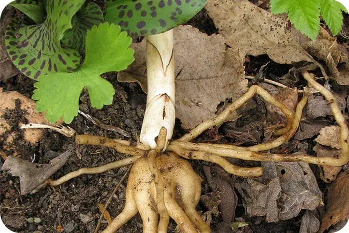 تکثیر گیاهان از بذر تا قلمه زنیPlant propagation from seed to cuttings
مجموعه تولیدی سیدوس ,تولید کننده گلدان پلاستیکی سیدوس ,بیش از 120نوع, اعم از گلدان استوانه ای پلاستیکی سیدوس,گلدان الماسی پلاستیکی سیدوس,گلدان مربعی پلاستیکی,گلدان مثلثی پلاستیکی,گلدان گرد پلاستیکی ,باکس مستطیلی,در اندازه های کاکتوسی تا درختچه ای