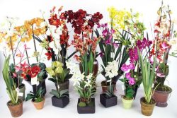 گل اُرکیده 25گونه Orchidaceae مجموعه تولیدی سیدوس,تولید کننده گلدان پلاستیکی سیدوس ومحصولات شیلنگ آب وگاز وکولر