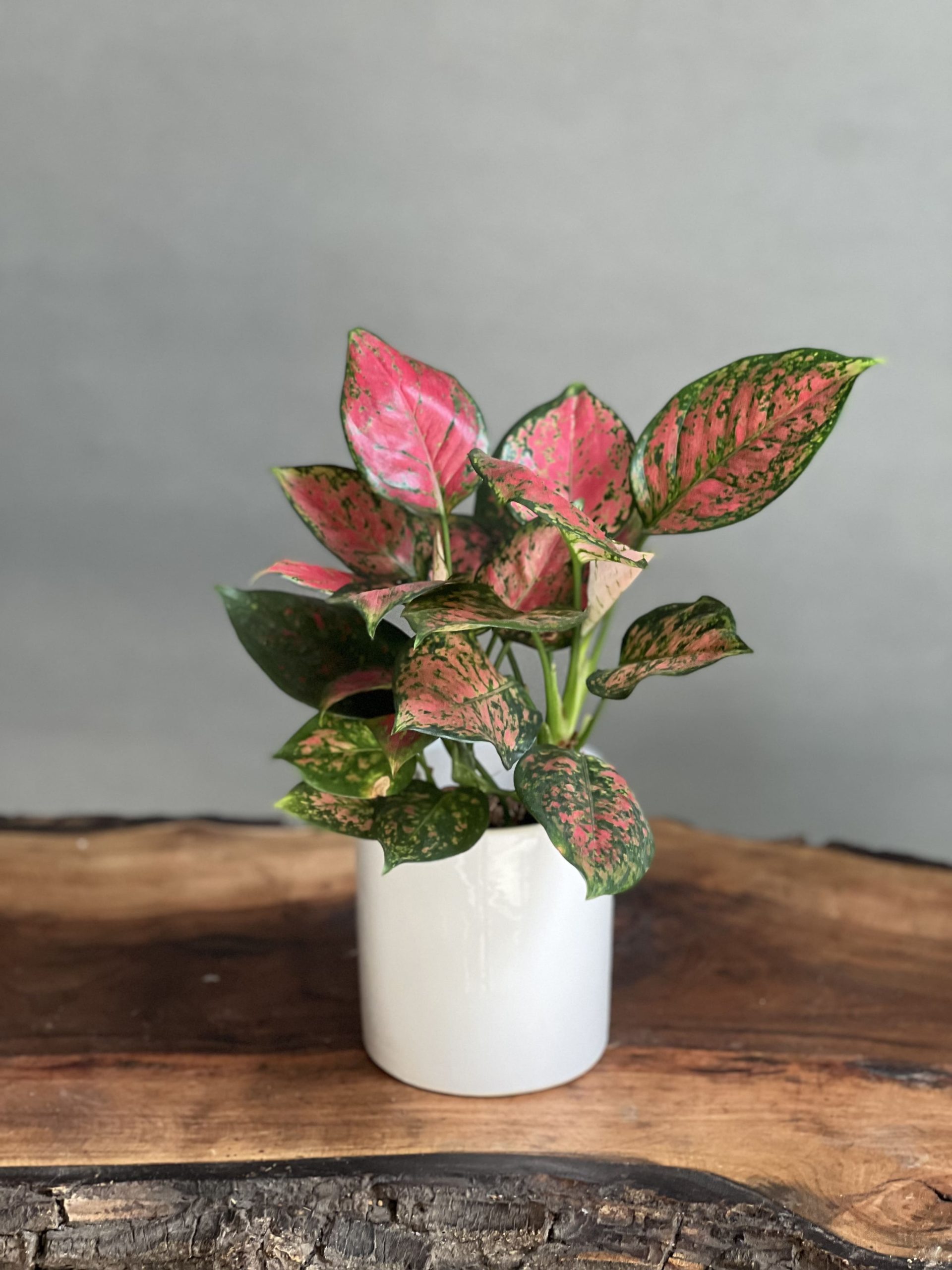 گلدان پلاستیکی استوانه ای سیدوس و گیاه آگلونما لب ماتیکیCylindrical plastic pot with aglaonema labmatica plant
گلدان پلاستیکی  Plastic pot,  plastic vase مجموعه تولیدی سیدوس ,تولید کننده گلدان پلاستیکی سیدوس ,بیش از 120نوع, اعم از گلدان استوانه ای پلاستیکی سیدوس,گلدان الماسی پلاستیکی سیدوس,گلدان مربعی پلاستیکی,گلدان مثلثی پلاستیکی,گلدان گرد پلاستیکی ,باکس مستطیلی,در اندازه های کاکتوسی تا درختچه ای