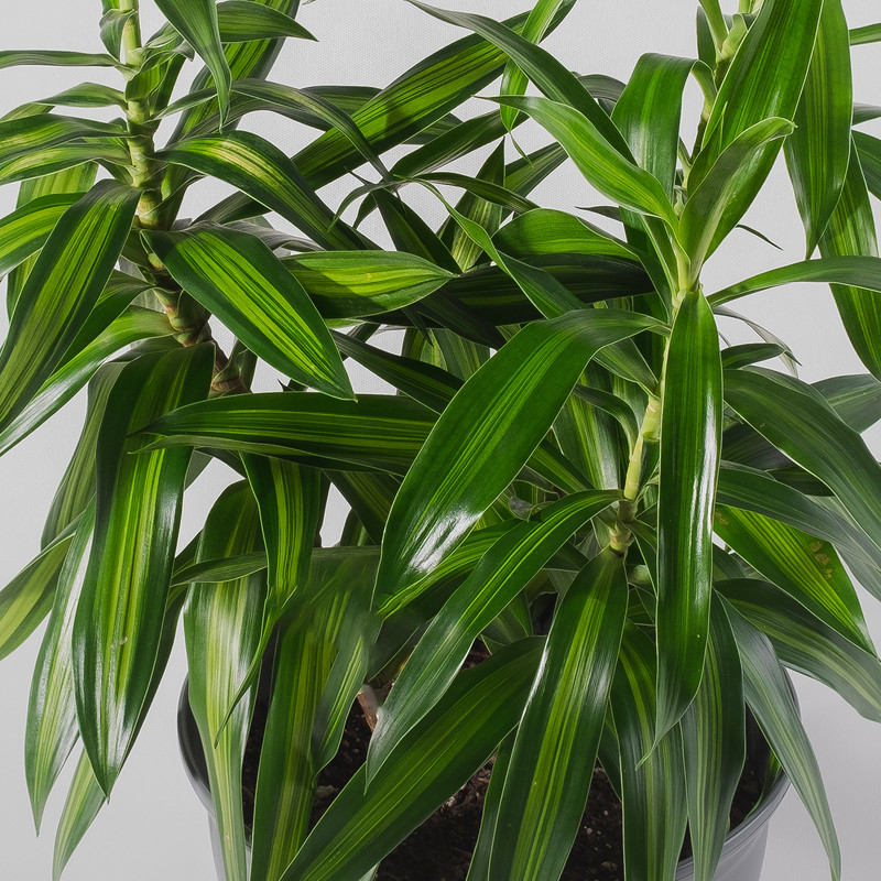 گیاه دراسنا که با نام علمی Dracaena marginata و نام انگلیسی Dragon tree شناخته می‌ شود، مجموعه تولیدی سیدوس, تولید کننده گلدان پلاستیکی سیدوس