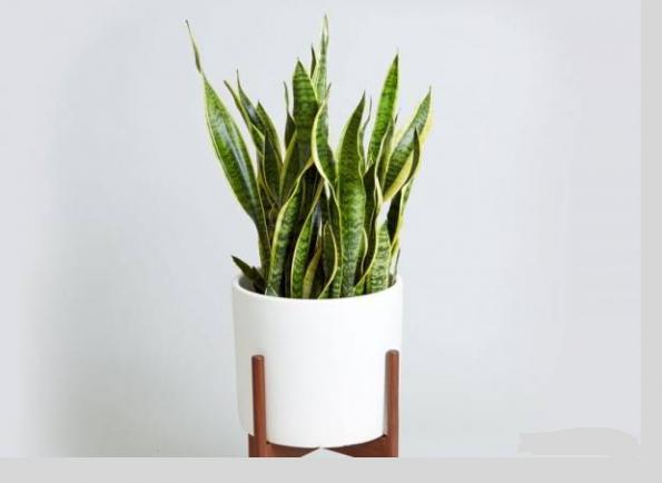 سانسوریا پا کوتاهShort-legged Sansevieria
مجموعه تولیدی سیدوس ,تولید کننده گلدان پلاستیکی سیدوس ,بیش از 120نوع, اعم از گلدان استوانه ای پلاستیکی سیدوس,گلدان الماسی پلاستیکی سیدوس,گلدان مربعی پلاستیکی,گلدان مثلثی پلاستیکی,گلدان گرد پلاستیکی ,باکس مستطیلی,در اندازه های کاکتوسی تا درختچه ای