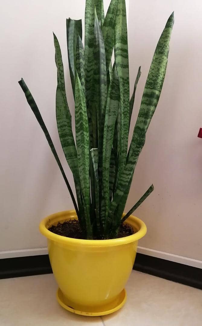 گلدان درختچه ای پلاستیکیPlastic shrub pot گلدان پلاستیکی Plastic pot, plastic vase مجموعه تولیدی سیدوس ,تولید کننده گلدان پلاستیکی سیدوس ,بیش از 120نوع, اعم از گلدان استوانه ای پلاستیکی سیدوس,گلدان الماسی پلاستیکی سیدوس,گلدان مربعی پلاستیکی,گلدان مثلثی پلاستیکی,گلدان گرد پلاستیکی ,باکس مستطیلی,در اندازه های کاکتوسی تا درختچه ای