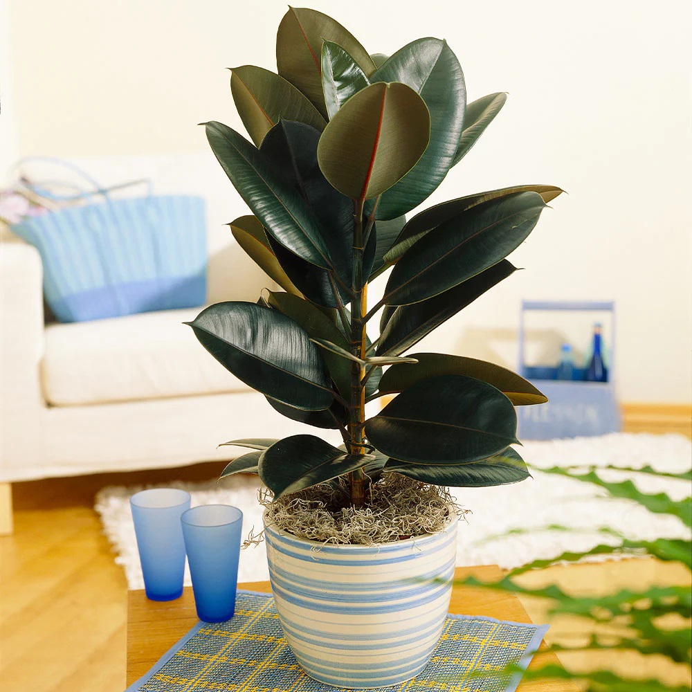 گیاهان آپارتمانی حساس ونازک نارنجیDelicate and delicate orange houseplants
مجموعه تولیدی سیدوس ,تولید کننده گلدان پلاستیکی سیدوس ,بیش از 120نوع, اعم از گلدان استوانه ای پلاستیکی سیدوس,گلدان الماسی پلاستیکی سیدوس,گلدان مربعی پلاستیکی,گلدان مثلثی پلاستیکی,گلدان گرد پلاستیکی ,باکس مستطیلی,در اندازه های کاکتوسی تا درختچه ای