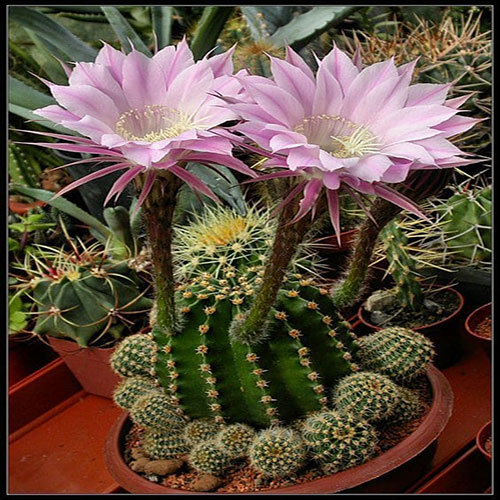 کاکتوس برگ دار Cactus with leaves (19 types) مجموعه تولیدی سیدوس تولید کننده گلدان پلاستیکی سیدوس