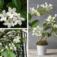 استفانوتیس یا گل یاس مانند(بیش از 2گونه)