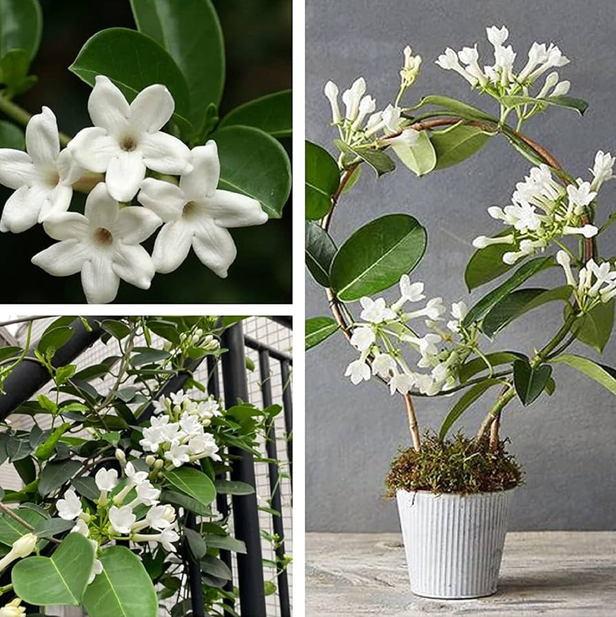استفانوتیس (Stephanotis) مجموعه تولیدی سیدوس ,تولید کننده گلدان پلاستیکی سیدوس ,بیش از 120نوع, اعم از گلدان استوانه ای پلاستیکی سیدوس,گلدان الماسی پلاستیکی سیدوس,گلدان مربعی پلاستیکی,گلدان مثلثی پلاستیکی,گلدان گرد پلاستیکی ,باکس مستطیلی,در اندازه های کاکتوسی تا درختچه ای